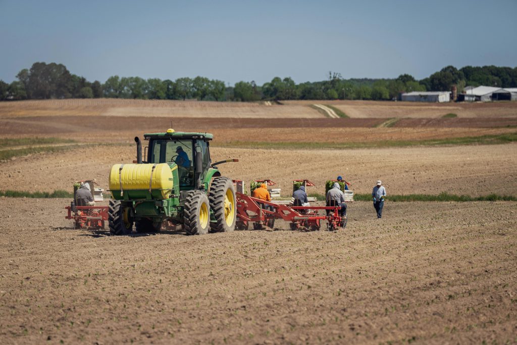 A tractor and farmers working on a plowed field under a clear blue sky in spring.